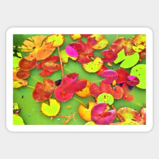 Lily Pad Faces Sticker